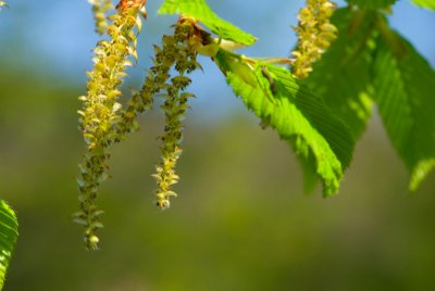 Carpinus betulus - habr obecný - jehněda